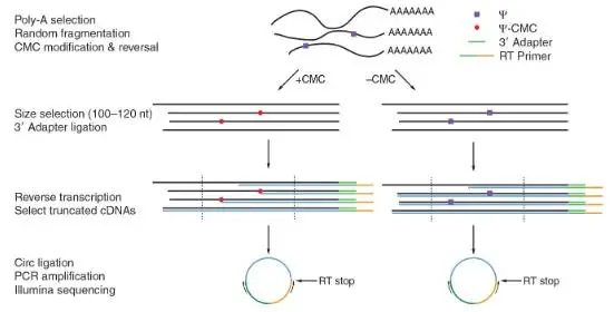 假尿苷（Ψ）修飾研究：Ψ-seq、BID-seq、BACS與納米孔技術(shù)的全面對比