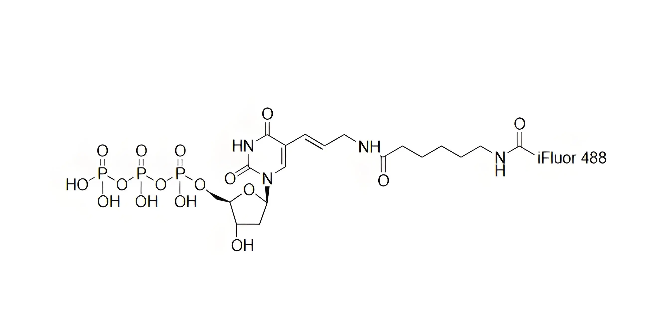 iFluor488-dUTP，iFluor488-脫氧尿苷三磷酸在dsDNA標記中的應(yīng)用